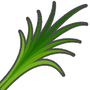 PALM LEAVES