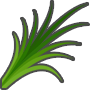 SUGARCANE